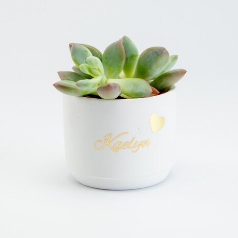 Bloempotje keramiek: Wit Bloempotje keramiek: Wit