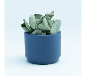 Bloempotje keramiek: Marineblauw Bloempotje keramiek: Marineblauw