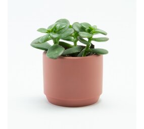 Bloempotje keramiek: Terracotta Bloempotje keramiek: Terracotta