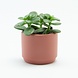 Elaut Bloempotje keramiek: Terracotta Elaut Bloempotje keramiek: Terracotta