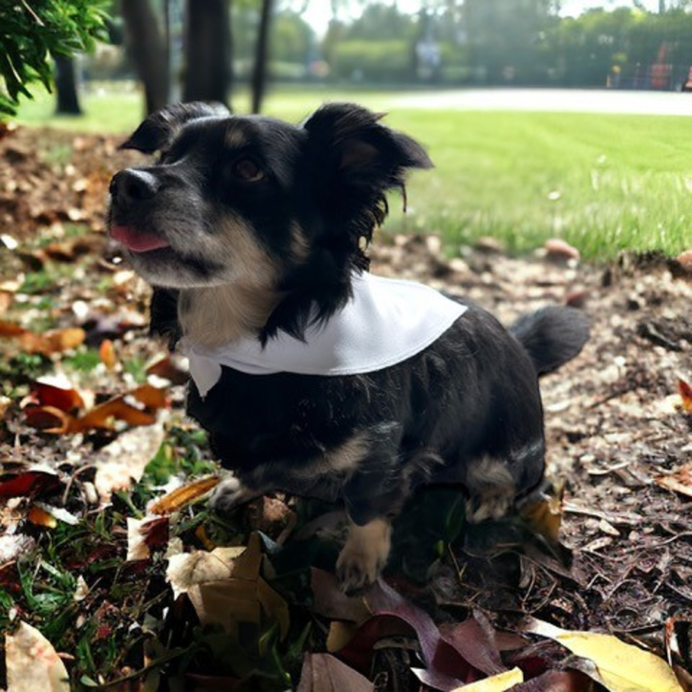 Bandana (sublimatie)