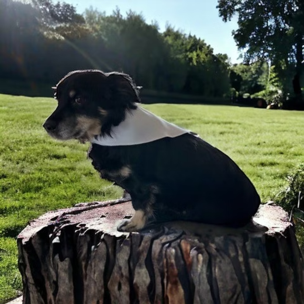 Bandana (sublimatie)