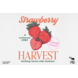 DTF - Strawberry Harvest DTF - Strawberry Harvest