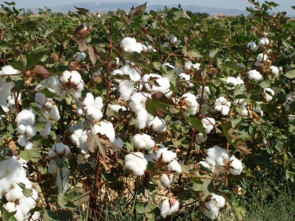 Organic Cotton, plant Fibers