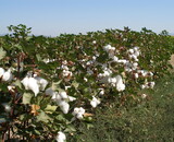 The Process of Organic Cotton Farming