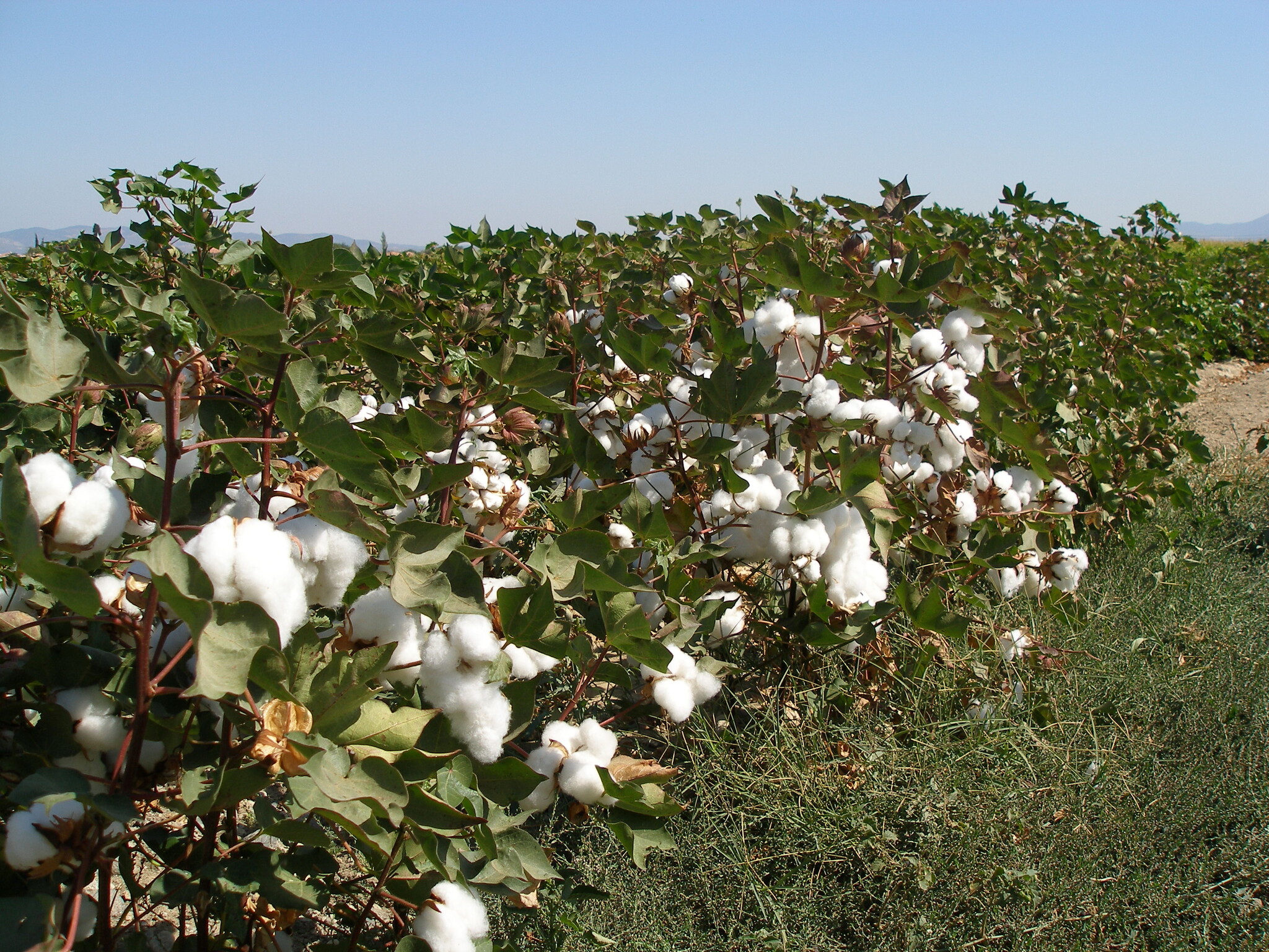 The Process of Organic Cotton Farming