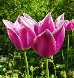 Tulp  Tulipa ‘Ballade’