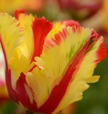 Tulp  Tulipa ‘Flaming Parrot’