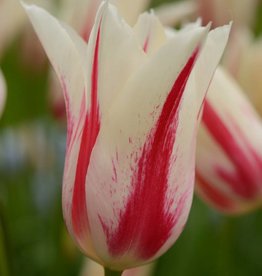 Tulp  Tulipa ‘Marilyn’