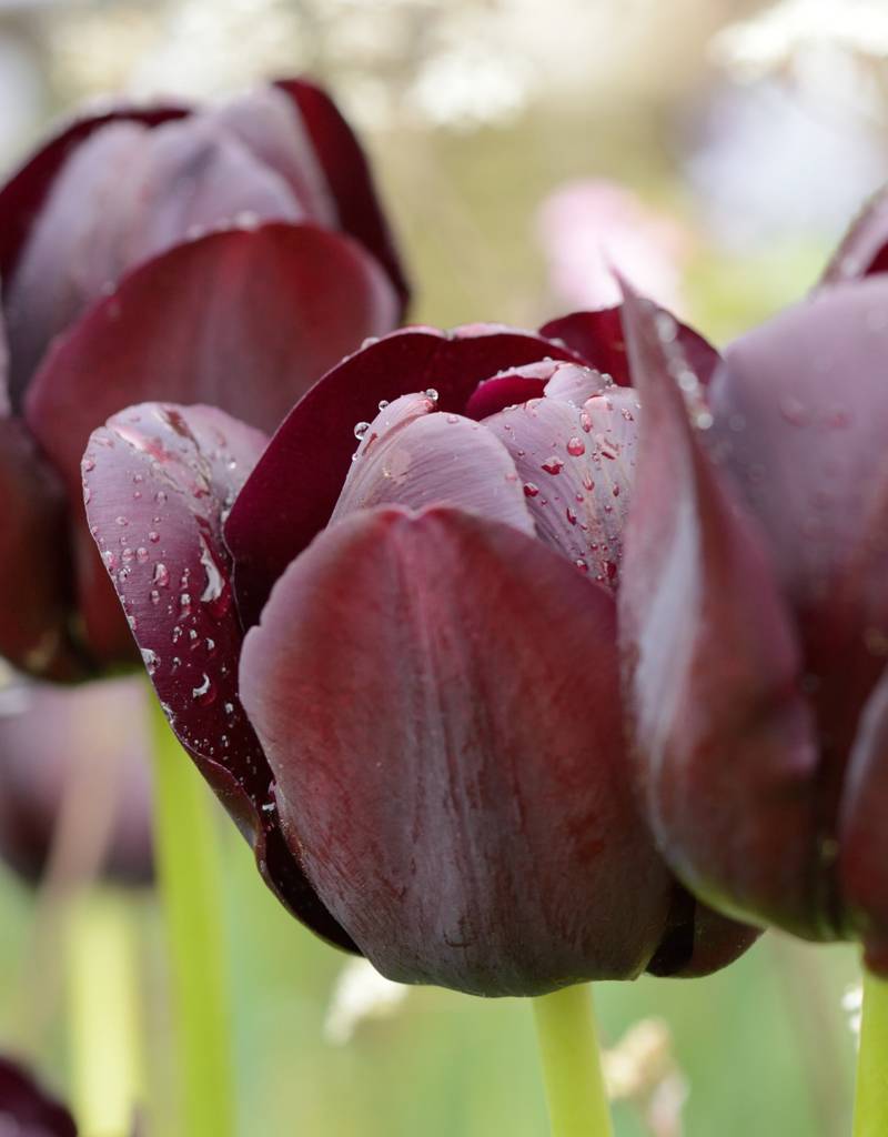 Tulp  Tulipa ‘Queen of Night’