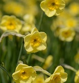 Narcis  Narcissus 'Sun Disc', BIO