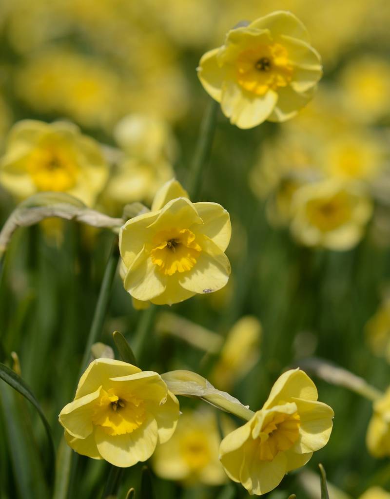 Narcis  Narcissus 'Sun Disc', BIO