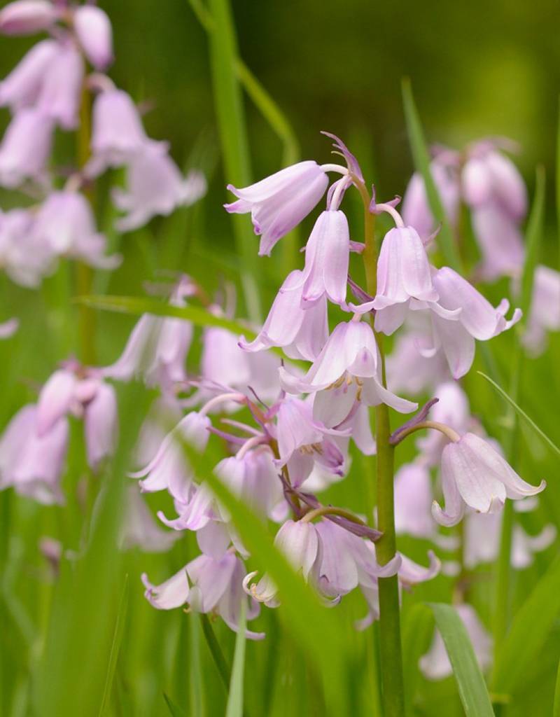 Hyacint (bos/wilde)  Hyacinthoides non-scripta Roze (Boshyacint) - Stinzenplant, BIO