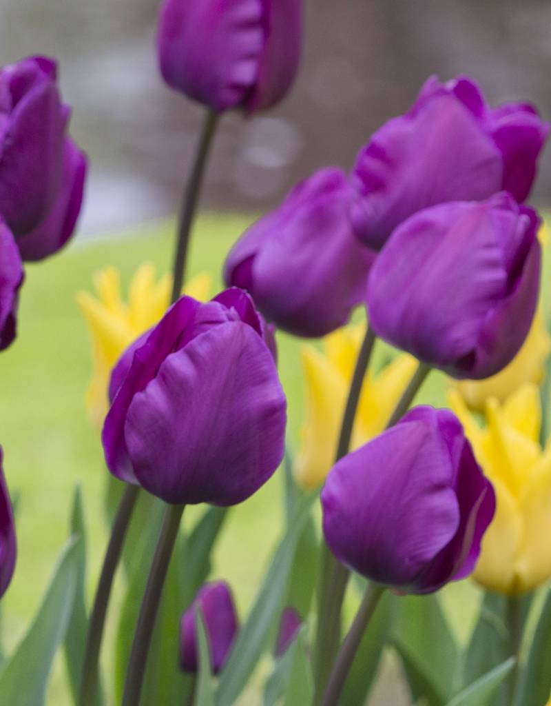 Tulp  Tulipa ‘Negrita’