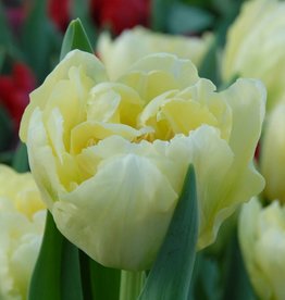 Tulp  Tulipa ‘Verona’