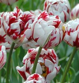 Tulp  Tulipa ‘Carnaval de Nice’