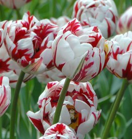 Tulp  Tulipa ‘Carnaval de Nice’