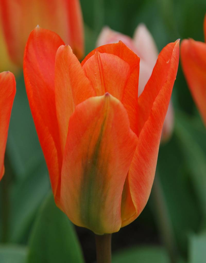 Tulp  Tulipa ‘Orange Emperor’