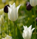 Tulp  Tulipa ‘White Triumphator’
