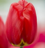 Tulp  Tulipa ‘Parade'