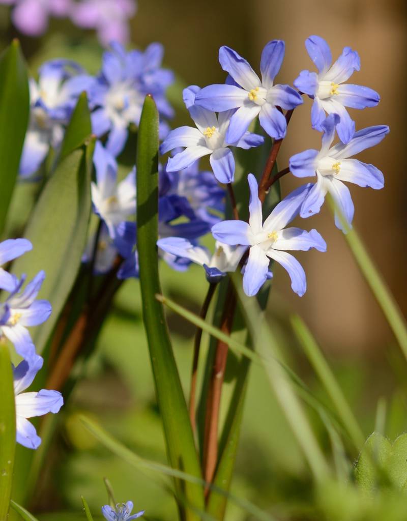 Sneeuwroem  Chionodoxa forbesii 'Blue Giant' (Sneeuwroem), BIO