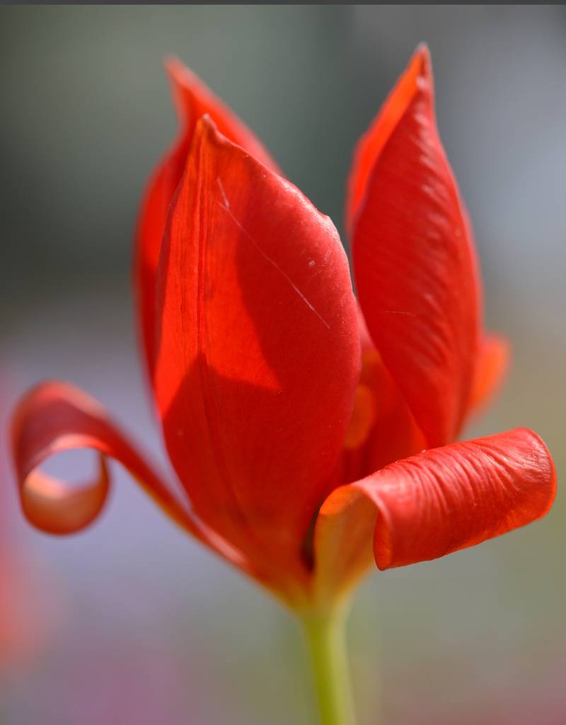 Tulp  Tulipa sprengeri