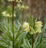 Keizerskroon  Fritillaria raddeana (Gele Keizerskroon)