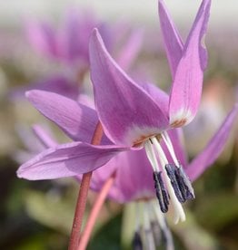 Hondstand  Erythronium dens-canis 'Purple King'