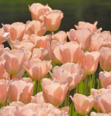 Tulp  Tulipa ‘Apricot Beauty’