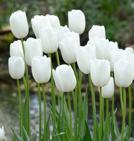 Tulp  Tulipa ‘Maureen’