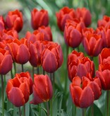 Tulp  Tulipa ‘Couleur Cardinal'