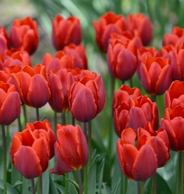 Tulp  Tulipa ‘Couleur Cardinal'