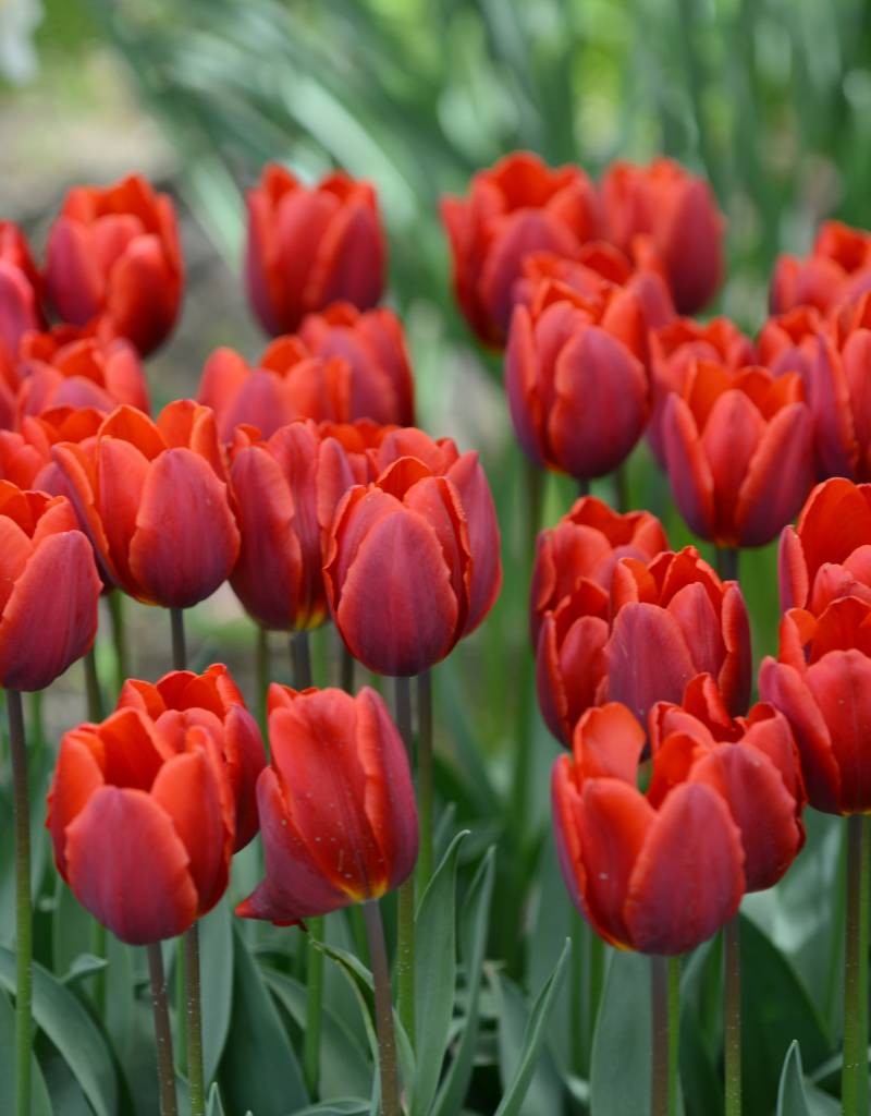 Tulp  Tulipa ‘Couleur Cardinal'