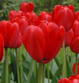 Tulp  Tulipa 'Red Impression', BIO