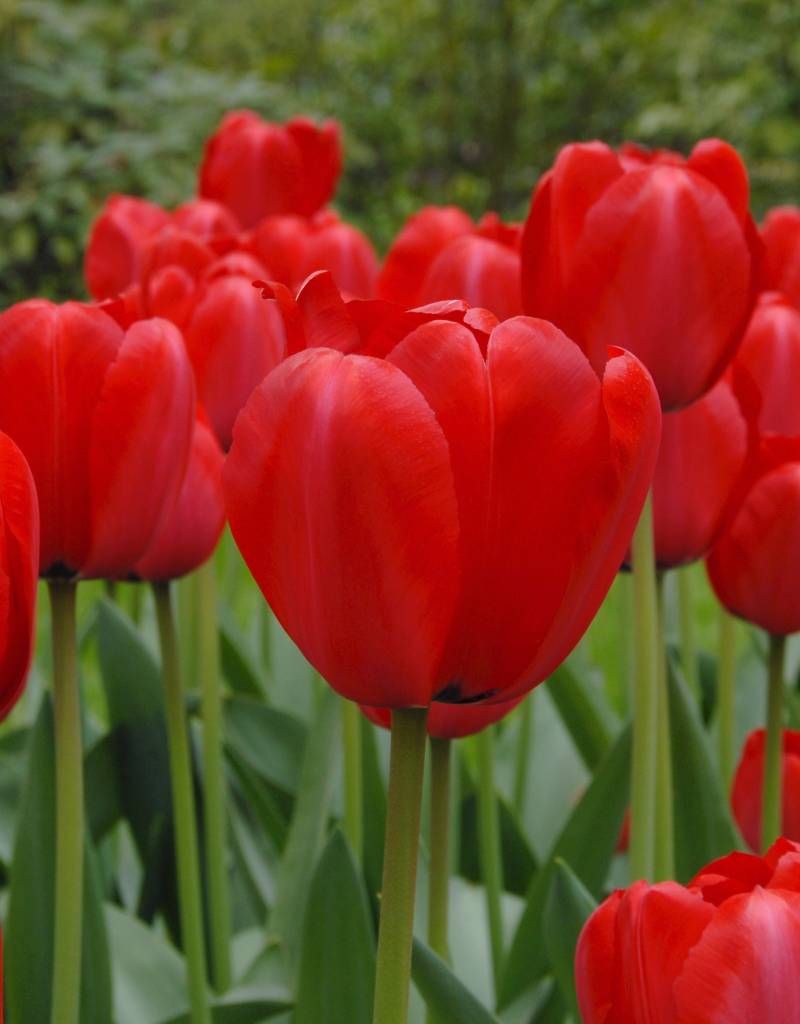 Tulp  Tulipa 'Red Impression', BIO