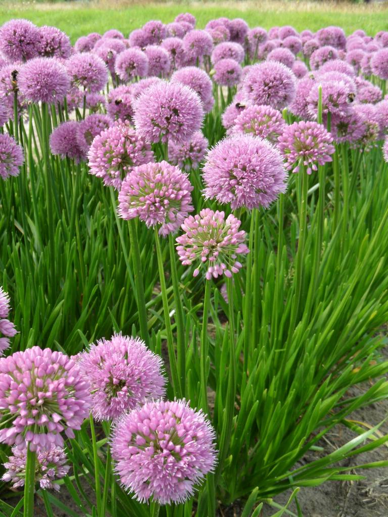 Sierui  Allium 'Summer Beauty'