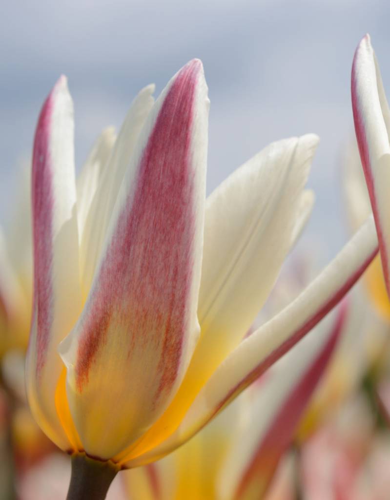 Tulp  Tulipa kaufmanniana 'Ice Stick'