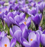 Krokus (bonte)  Crocus vernus 'Grand Maître' (Bonte krokus)