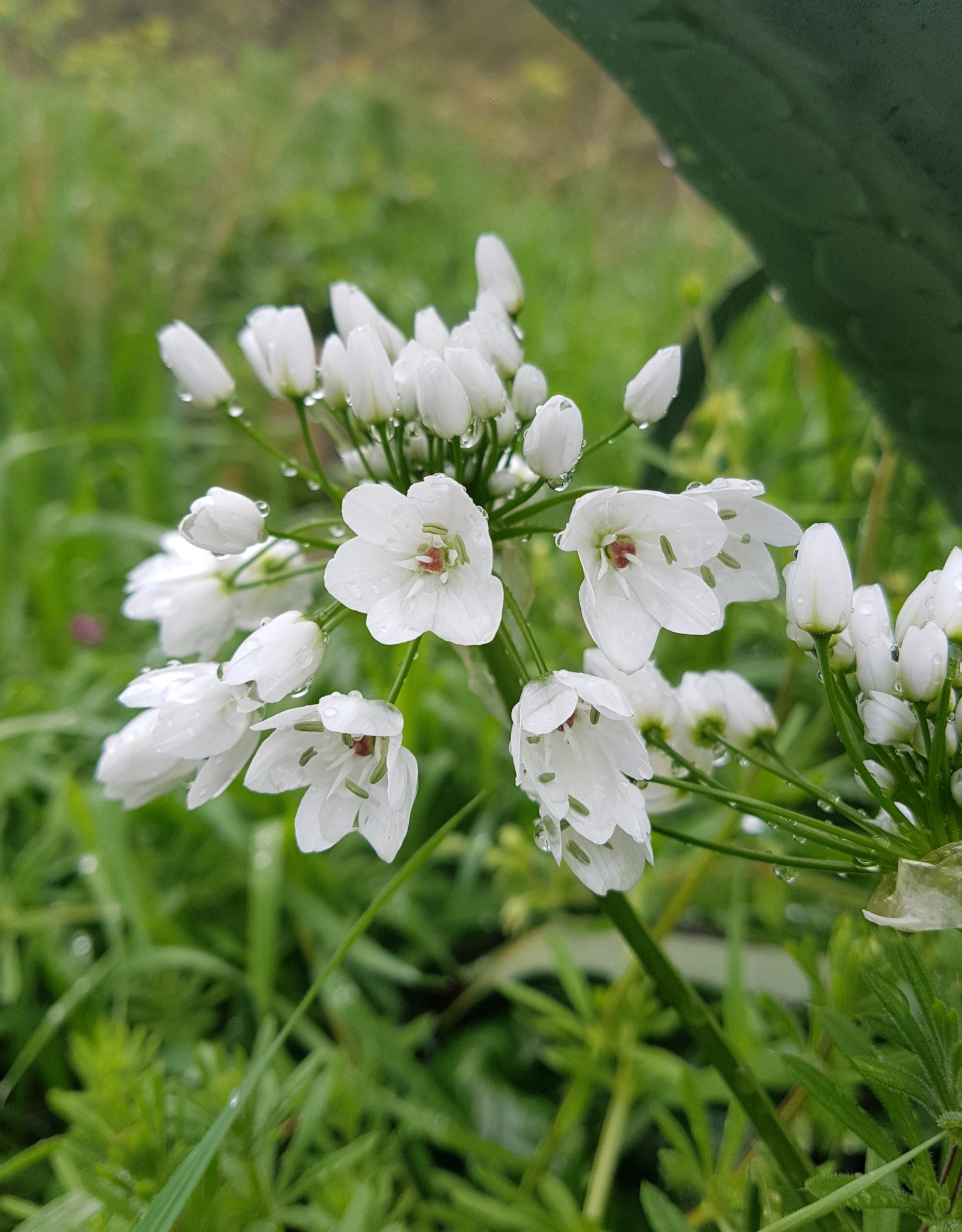 Look  Allium neapolitanum (cowanii) (Bruidsuitje), BIO