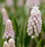 Blauwe druifjes  Muscari 'Pink Sunrise' (Blauwe druifjes)