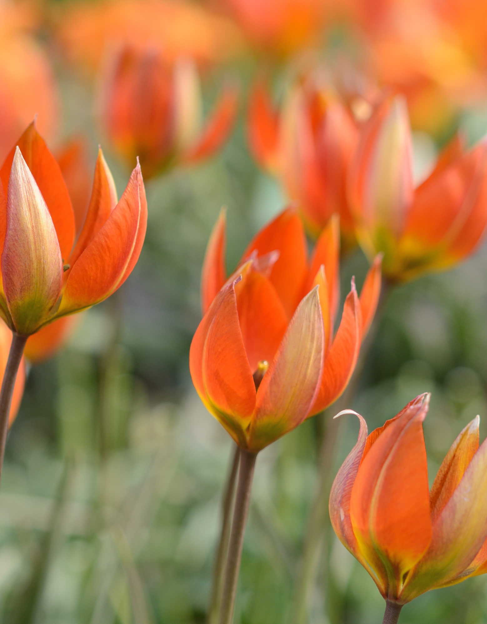 Tulp  Tulipa whittallii