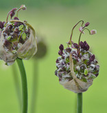 Look  Allium scorodoprasum  'Art' (Slangenlook)