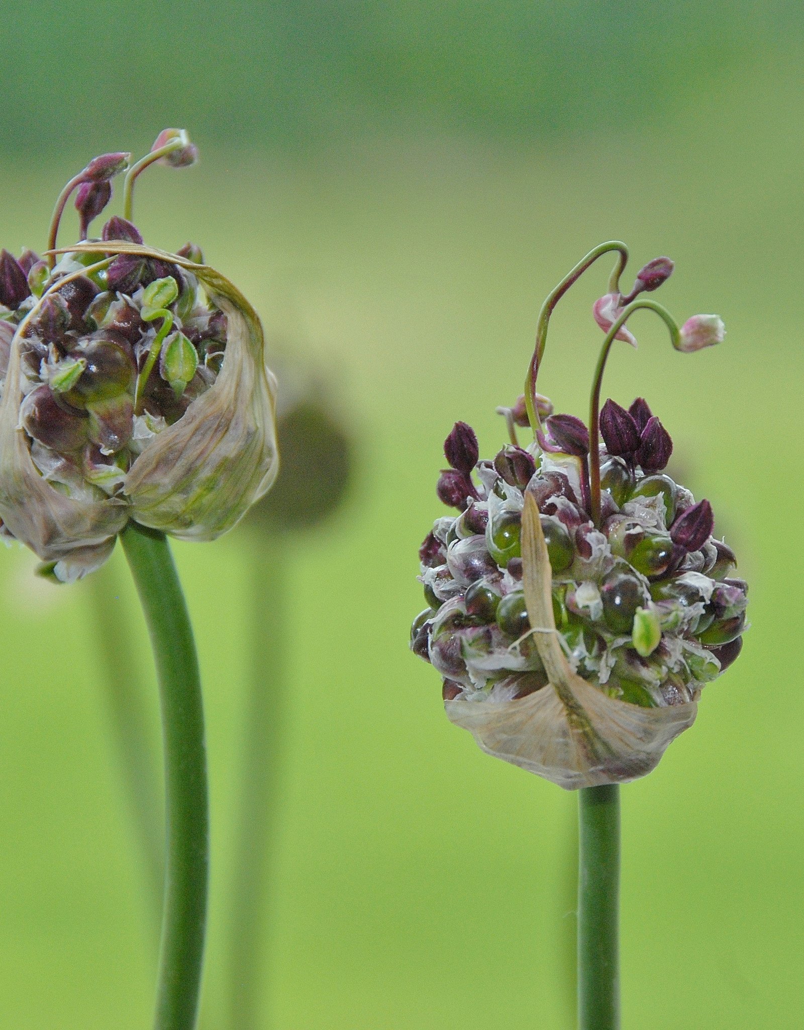 Look  Allium scorodoprasum  'Art' (Slangenlook)