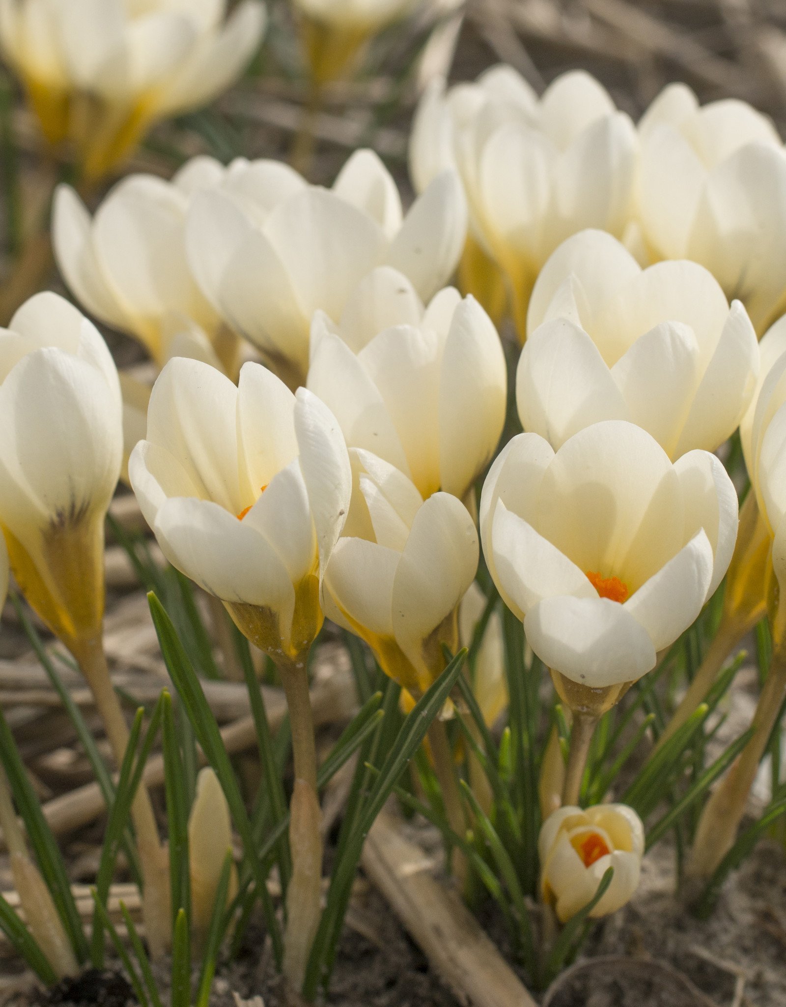 Krokus  Crocus chrysanthus 'Cream Beauty' (Krokus)