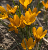 Krokus  Crocus balansae 'Orange Monarch' (Krokus)