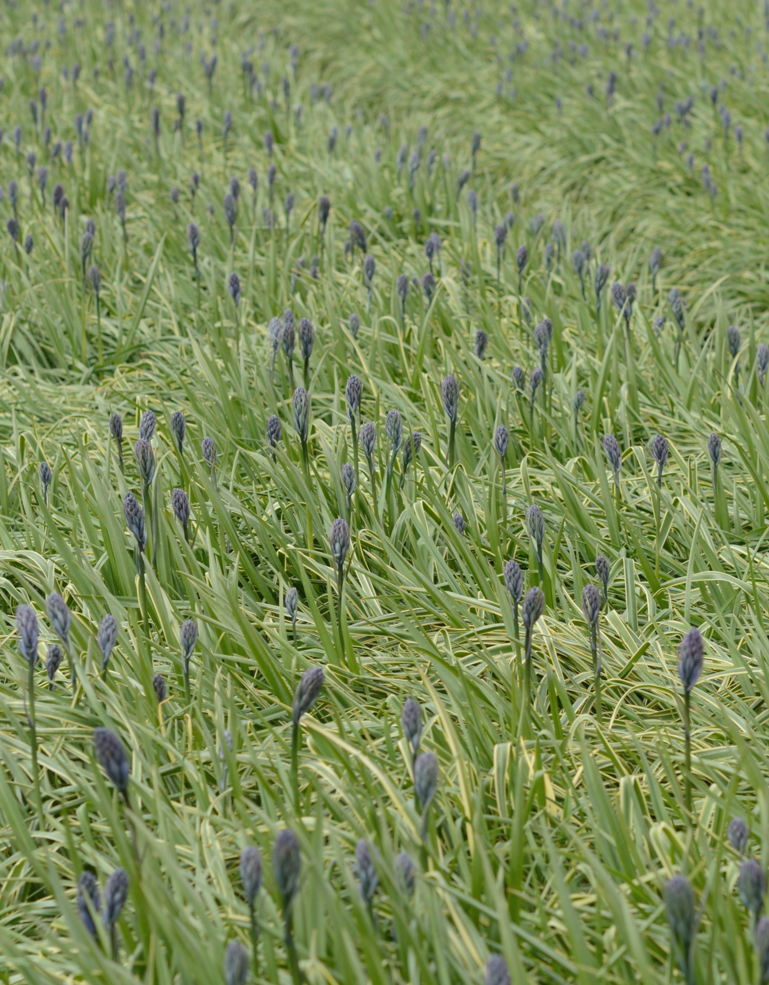 Indianenbloem  Camassia quamash 'Blue Melody' (Indianenbloem)