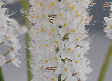 EREMURUS - naald van cleopatra