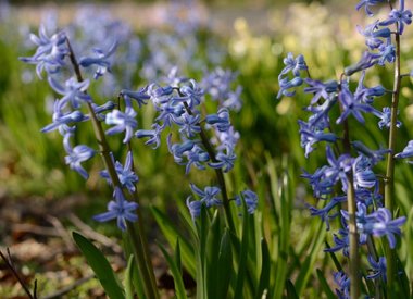 HYACINTHUS - romeinse hyacint