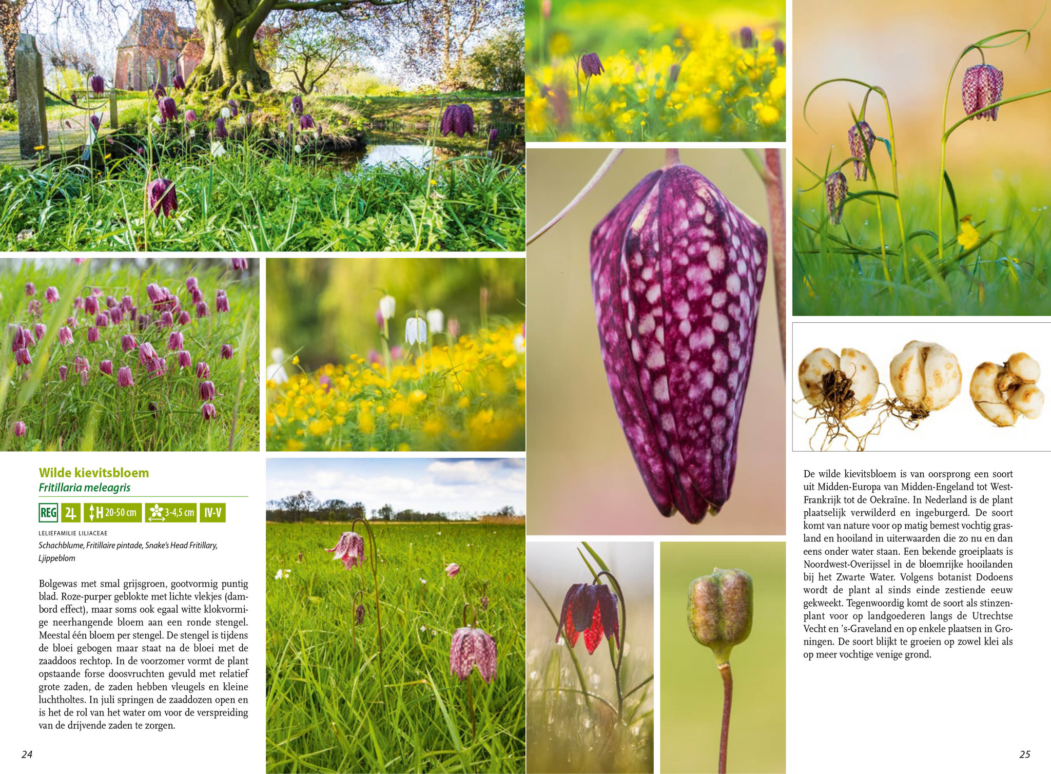 Boek  Basisgids stinzenplanten