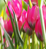 Tulp  Tulipa 'Little Beauty', BIO